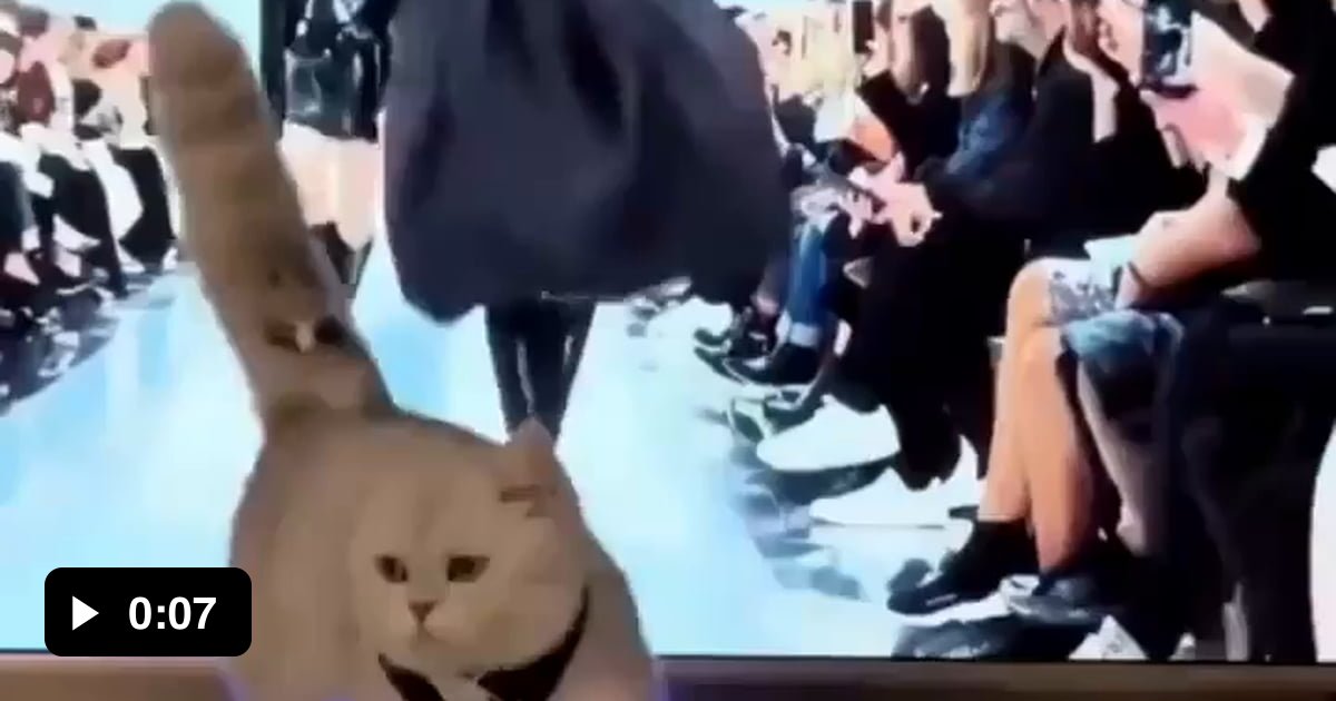 Cat fashion show 9GAG
