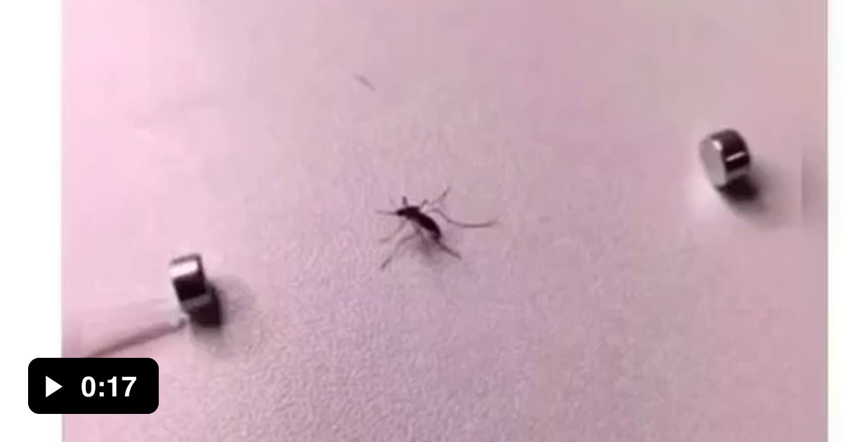 Mosquito gets squashed by magnet - 9GAG