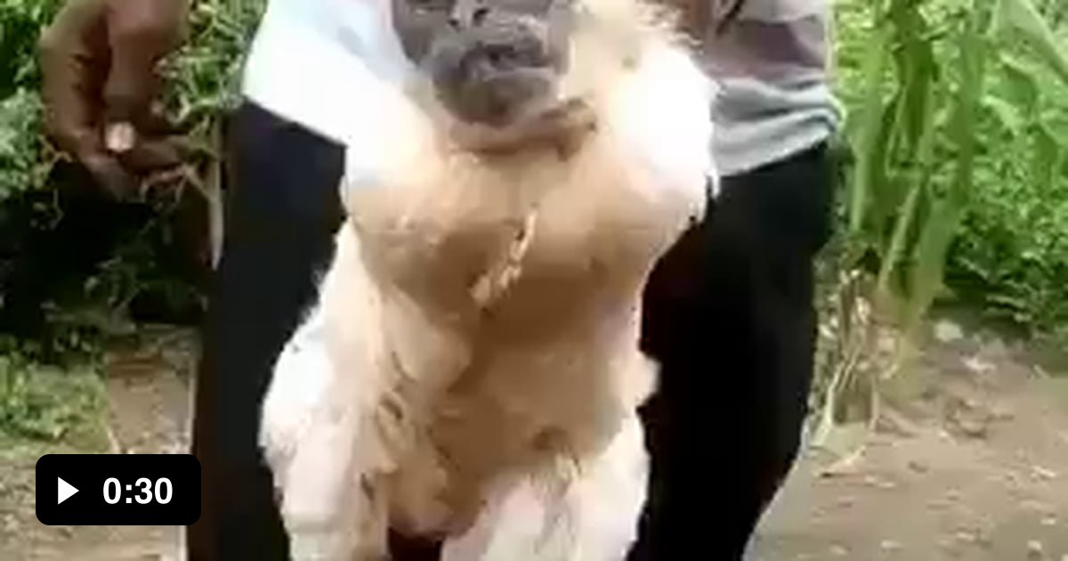 My Name Is Uvuvwevwevwe Onyetenvewve Ugwemubwem Ossas 9GAG My Name Is Uvuvwevwevwe Onyetenvewve Ugwemubwem Ossas 9GAG