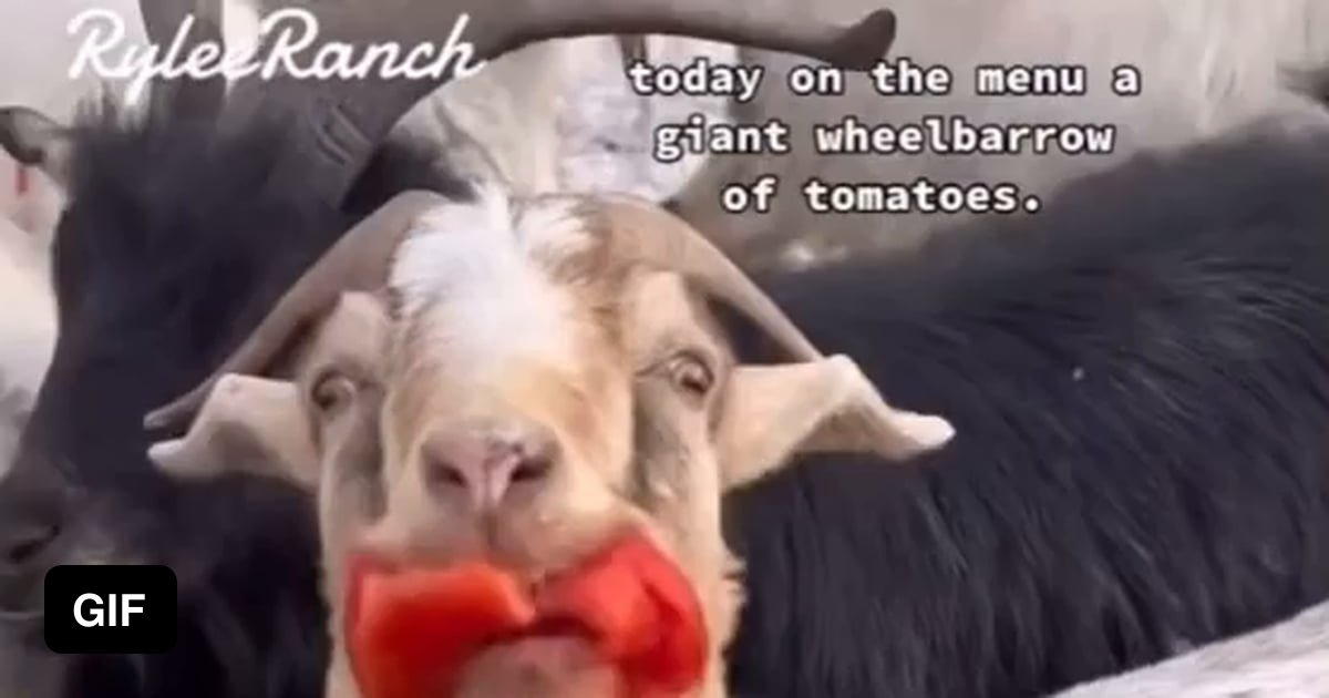 Goats eating tomatoes 9GAG