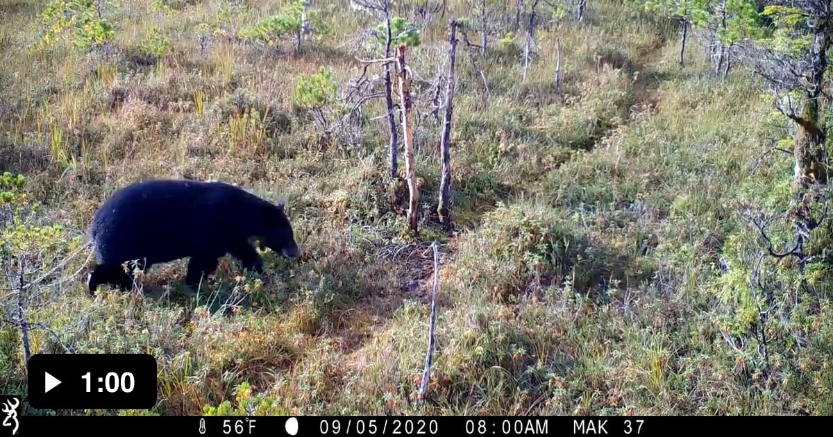 Bear with tapeworm 9GAG