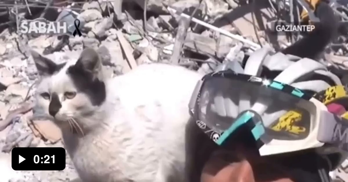 The cat saved by search and rescue teams in Turkey from wreckage has not been leaving the rescue