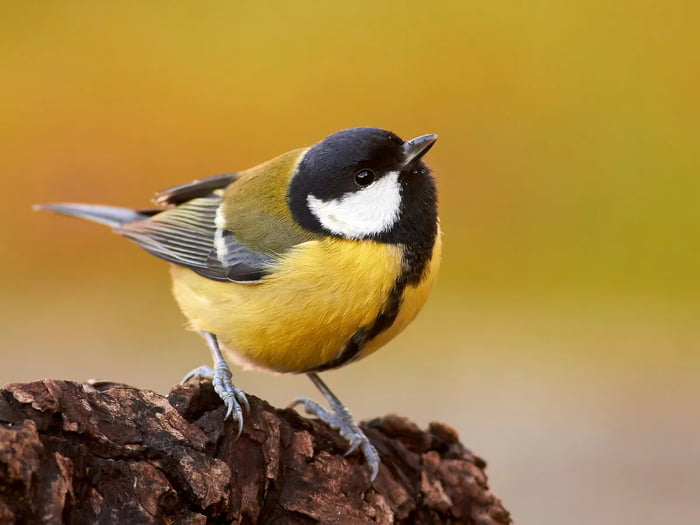 Great Tit-passerine bird in the tit family Paridae. It is a widespread ...