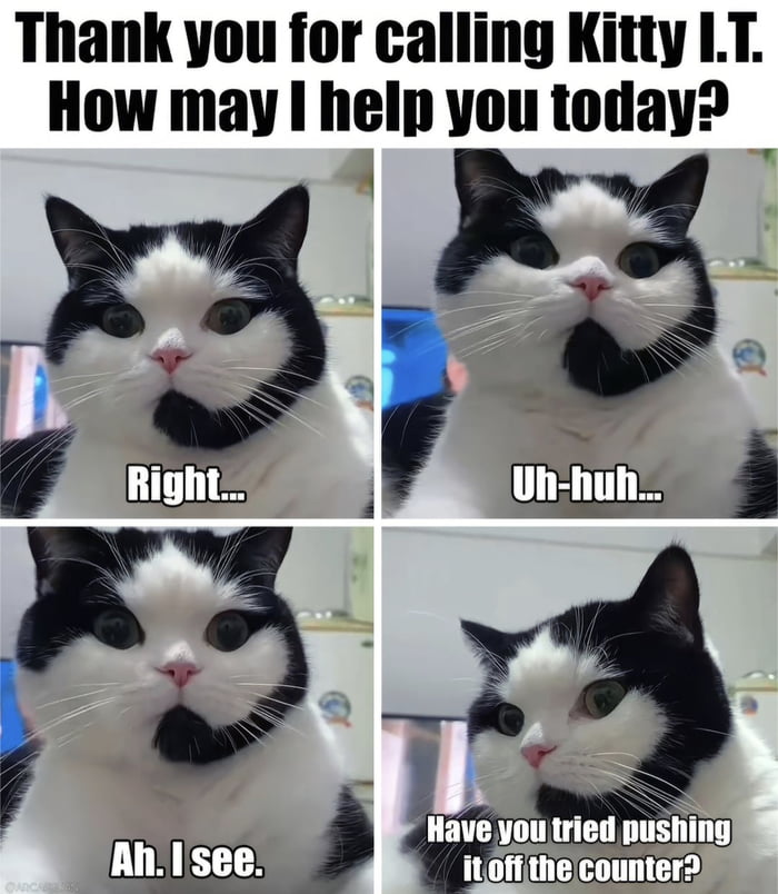 Kitten calling