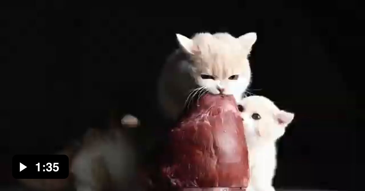 kitten-eat-raw-beef-meat-kitten-eat-beef-video-kittens-eating-raw