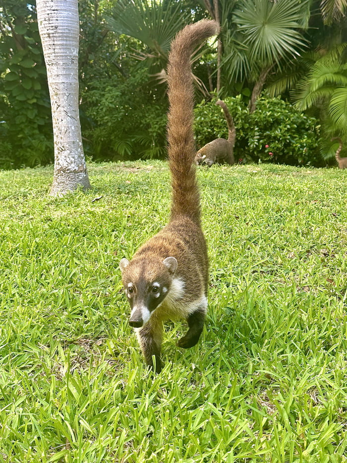 Coatis are so cute! - 9GAG