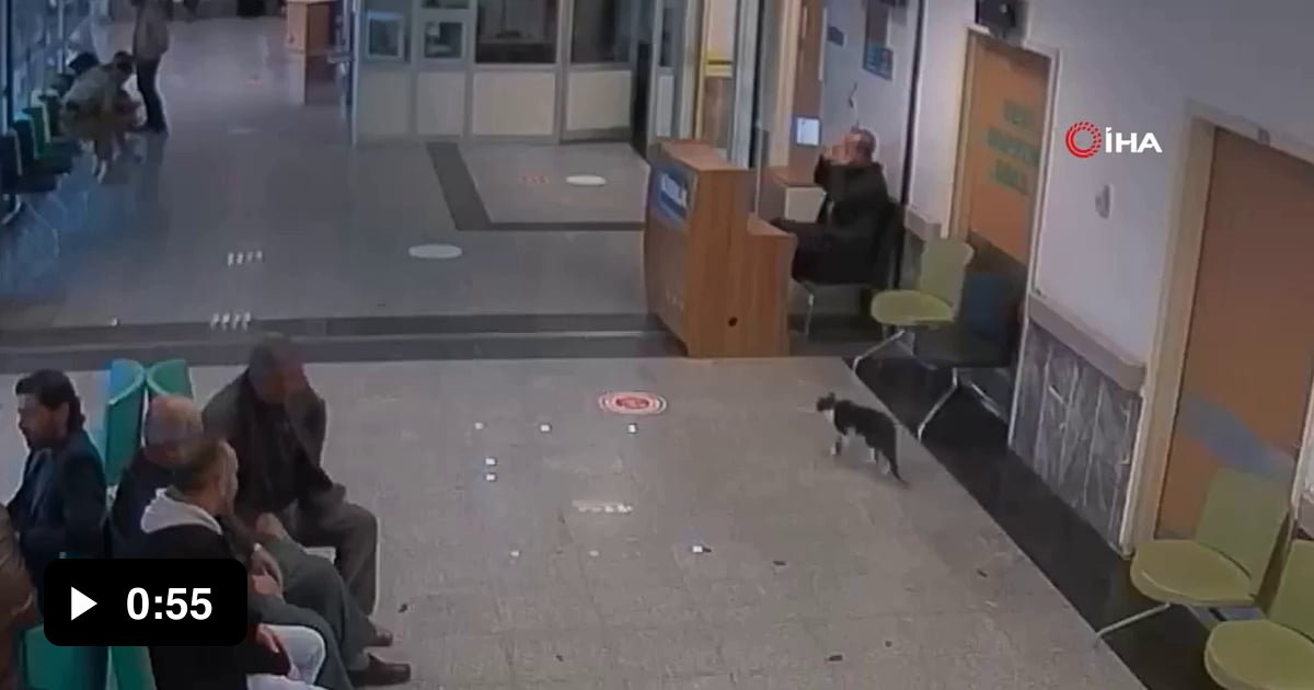 Yesterday a cat with a broken leg came to the emergency room of the