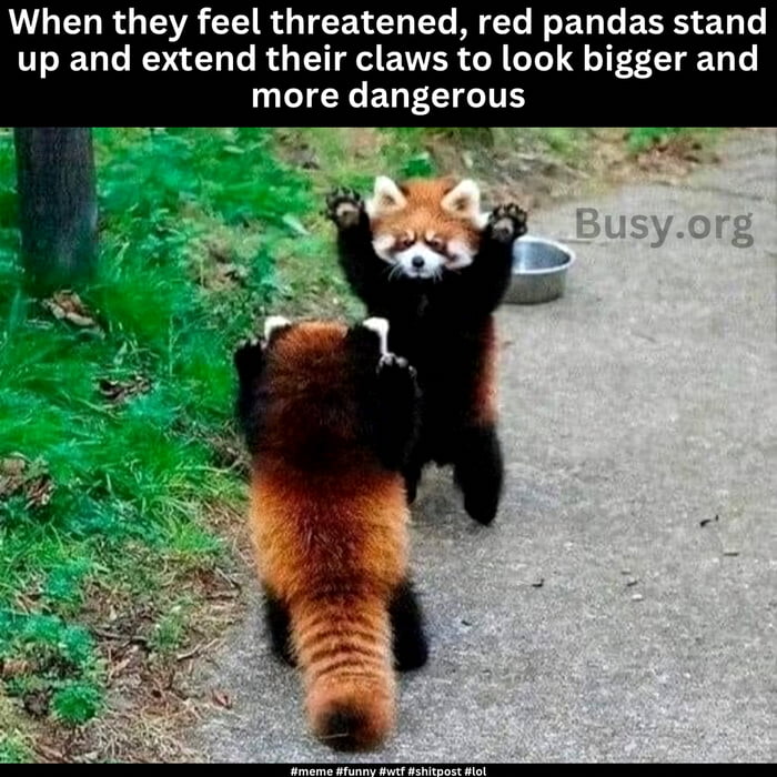 Can confirm am red panda - 9GAG