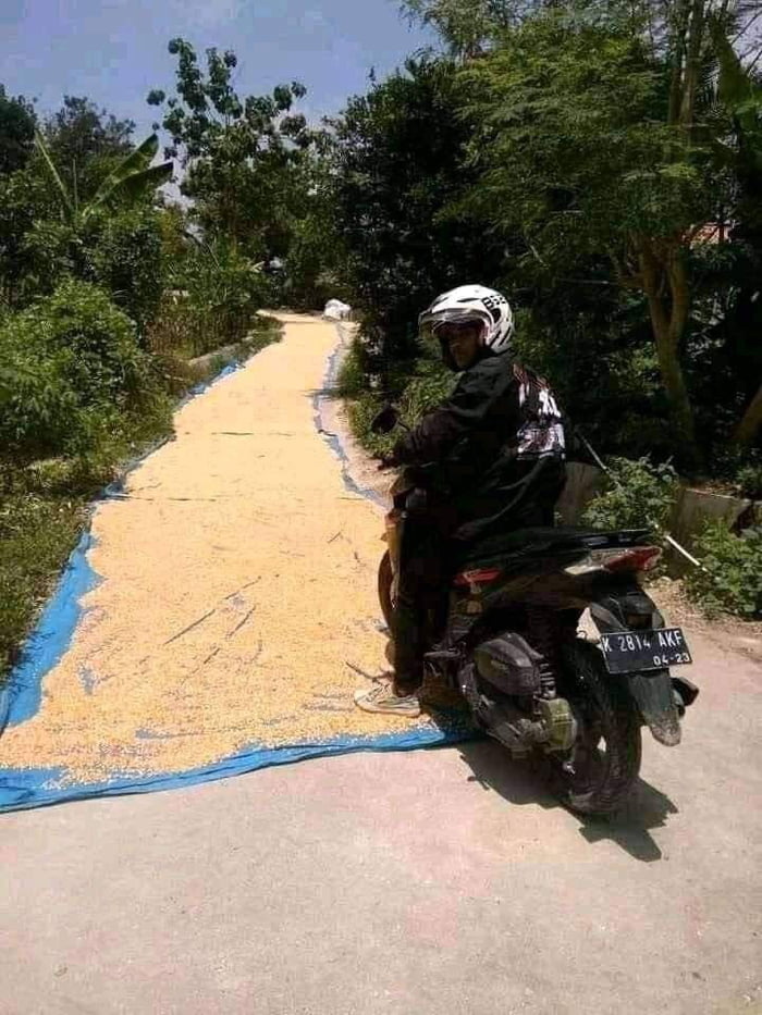 Mumpung Ada Panas Jemur Gabah Dulu Yakan Gag