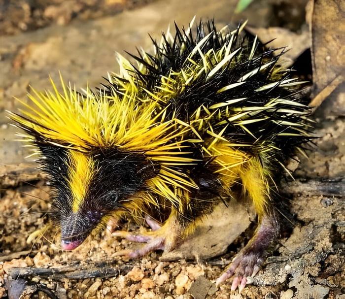 Lowland Streaked Tenrec - The species is found in the tropical lowland