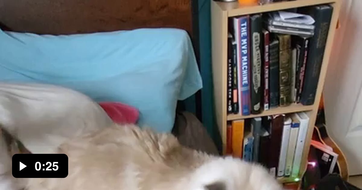 Spoingus DEMANDS attention - 9GAG