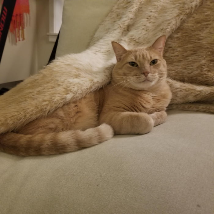 He looks so proud he discovered blankets. 9GAG