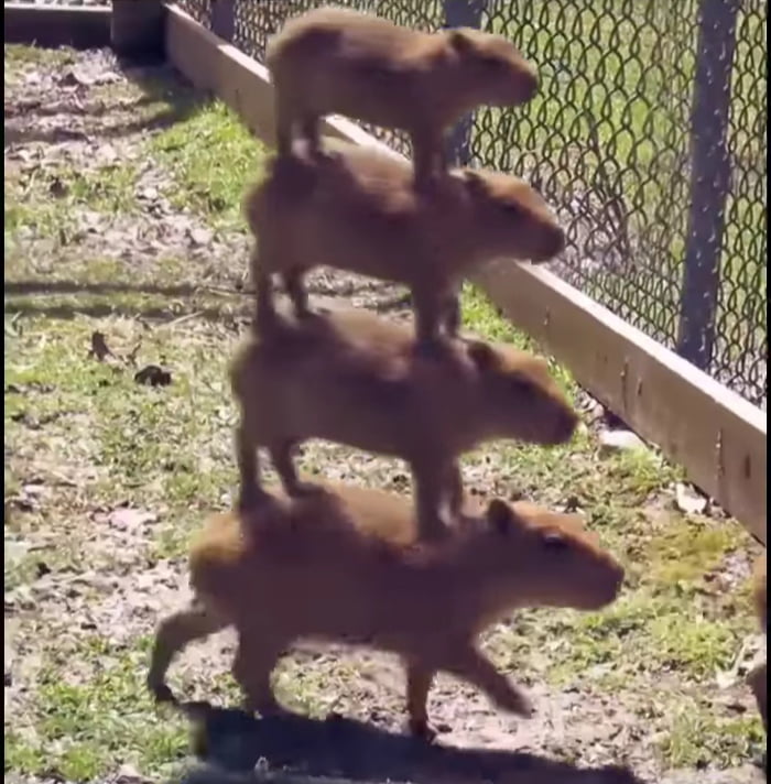 Tower Of Capybaras The King Of The River this Boss Have 4 Stage 9GAG