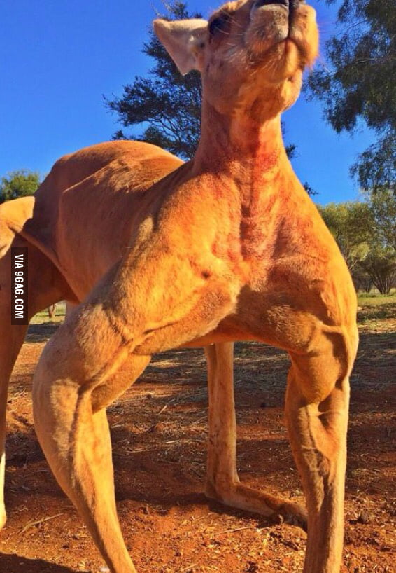 Jacked Kangaroo Meme Captions More