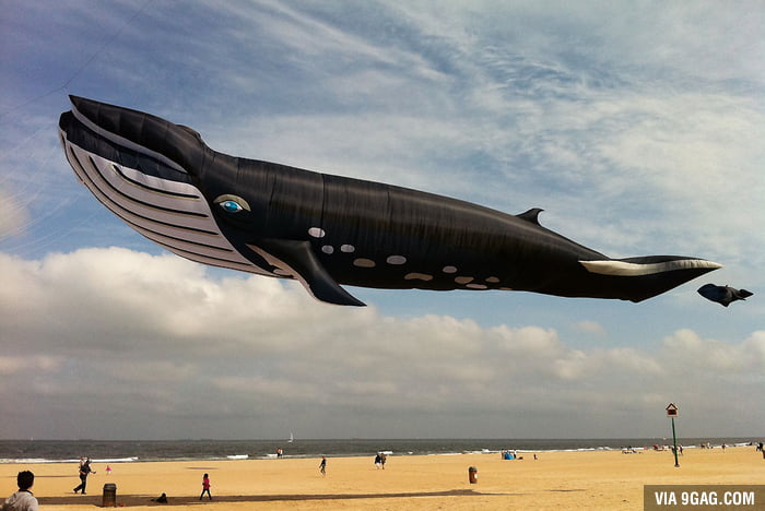 injecteren havik ontwikkeling Life-size whale kite, 90 feet (27 meters) long - 9GAG