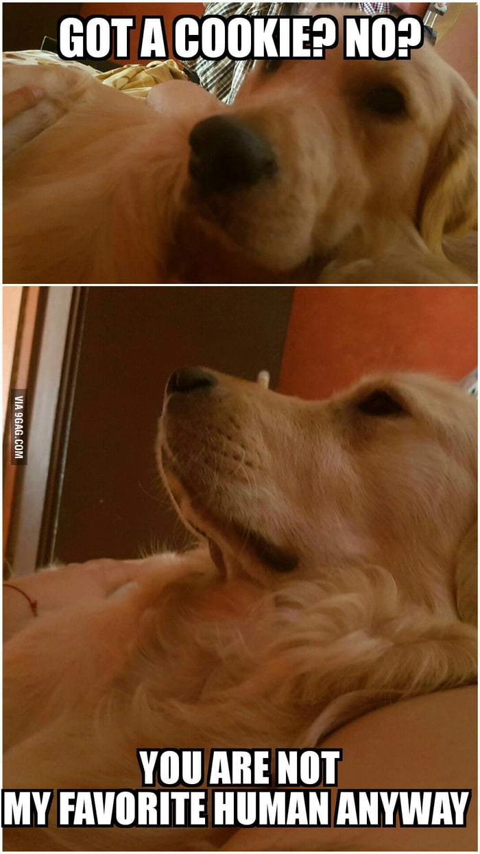 My dog is a douche 9GAG