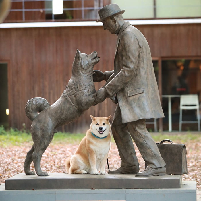 A Shiba Inu posing at a variation of Hachiko the loyal dog statue 9GAG