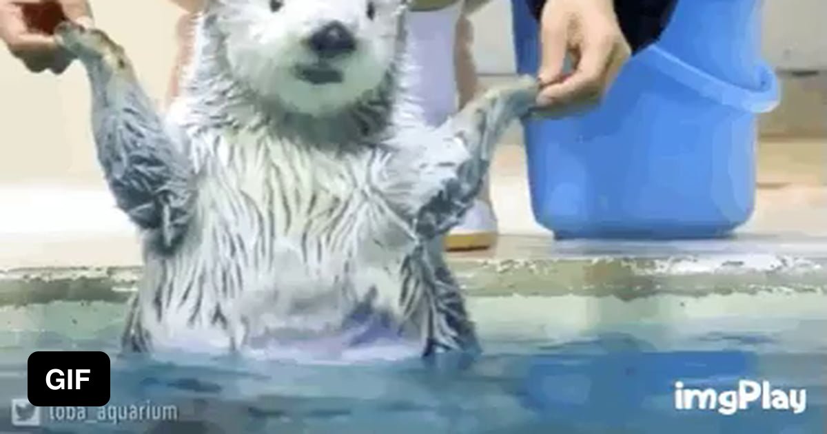 Surprised otter - 9GAG