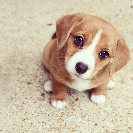Image result for innocent dog