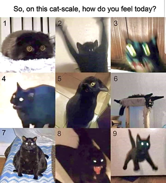 Cat Mem Check In Time for the mental check-up. I'm #7 - 9GAG