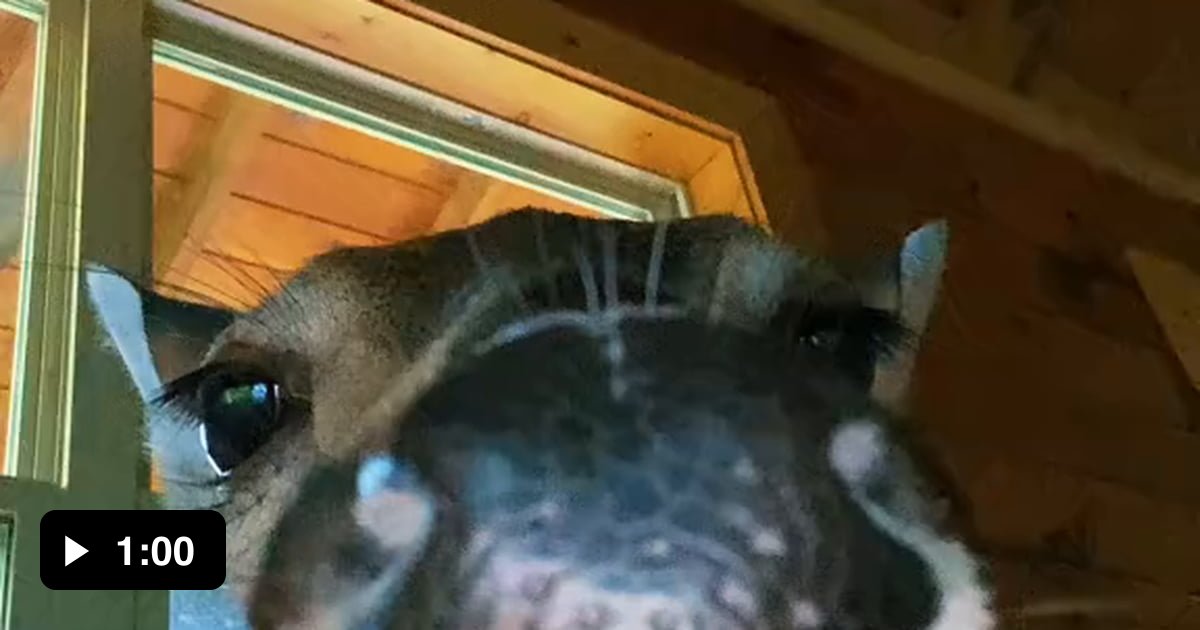 The Rising Deer The house of the rising deer - 9GAG