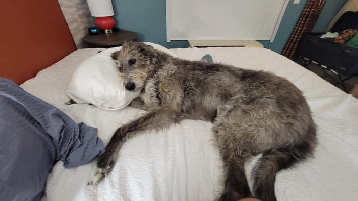 Agnes got awfully comfy at a recent hotel stay. At 160 pounds it's hard ...