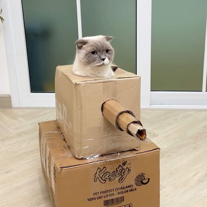 The Cat-Tank Veteran, The Experienced Thousand-yard Stare - 9GAG