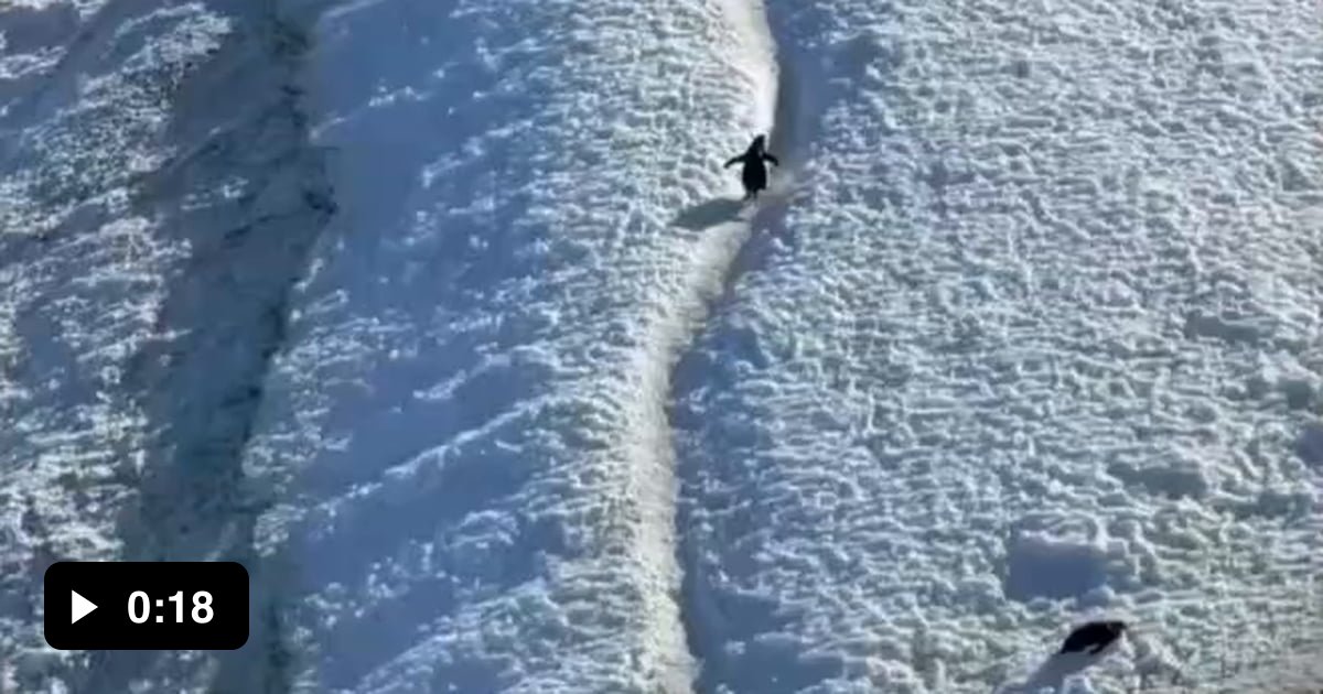 How kindly they give way to someone walking uphill. - Video