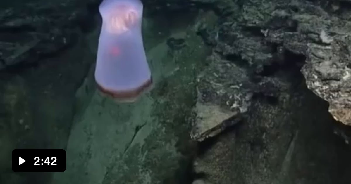 New jellyfish discovered by marine biologists - 9GAG