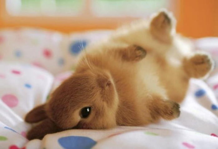 Have A Little Baby Bunny Becuase You Are Adorable Too 9gag