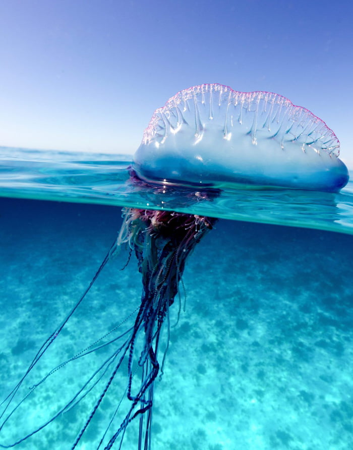 man of war jellyfish drawing