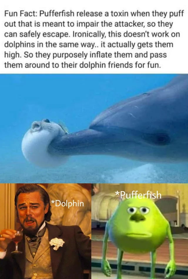 Pufferfish am i joke to you ? 9GAG