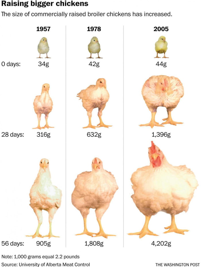 The evolution of the weight of chickens throughout the years 9gag