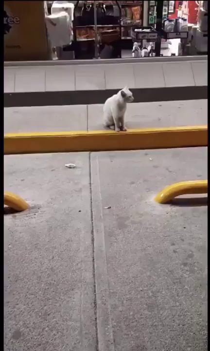 In Mexico, a stray cat follows a person entering a grocery store, takes him to the food aisle, and shows him what food he wants.