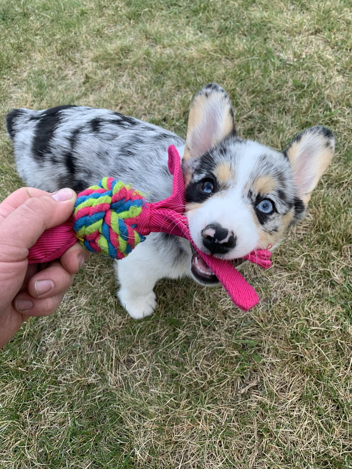 blue merle corgi puppy