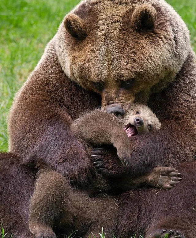 Huge mama bear and her cub - 9GAG