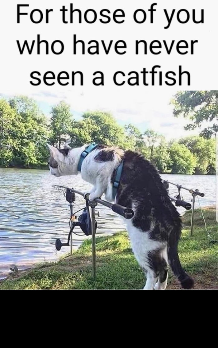Have you ever seen a catfish? 9GAG