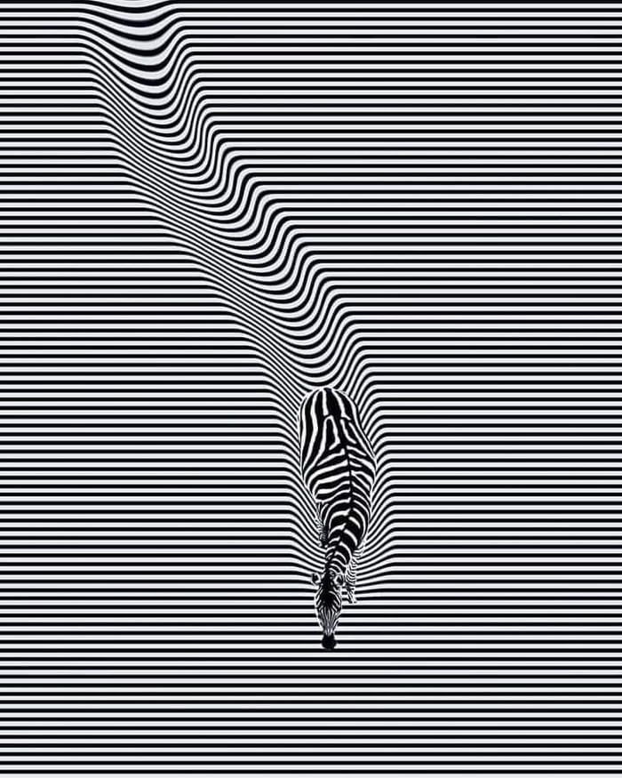 Oddly satisfying Zebra - 9GAG
