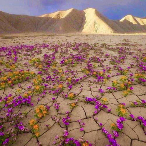 A Desert Bloom 9GAG