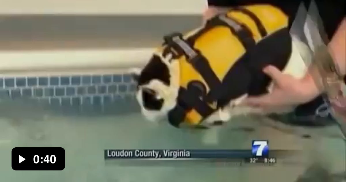 News anchor cracking up over fat swimming cat 9GAG