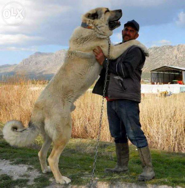 The size of this dog breed. Turkish Kangals, bred for defending ...