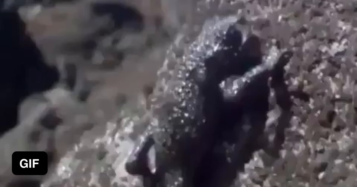 Toad Slipping When the 'Pebble toad' senses a predator it escapes from it by ...