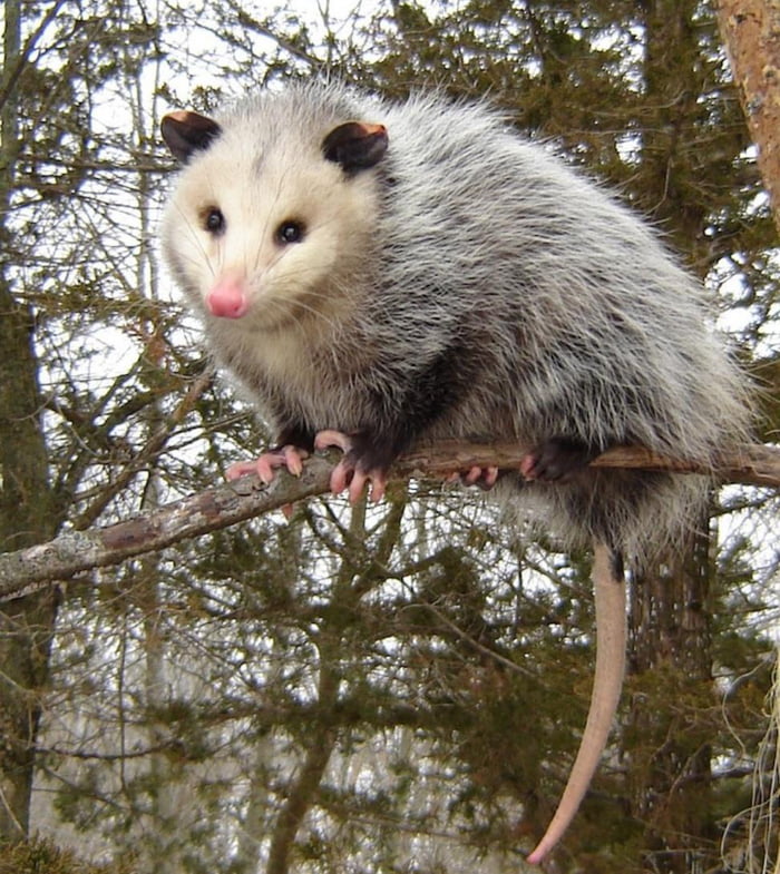 Possums can be cute too 9GAG