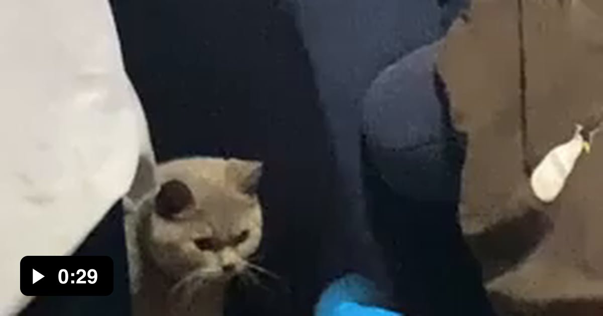 Cat Vs Fan 9gag