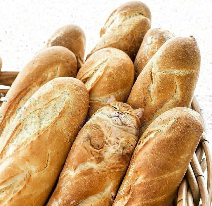 Cat's as bread - 9GAG