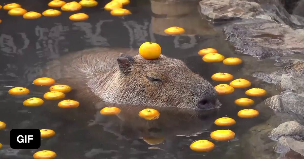 Capybara with an orange on his head 9GAG