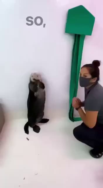 TIL Otters have pockets
