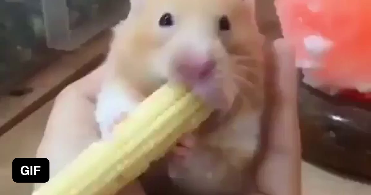 Rodents have huge cheek pouches for storing food 9GAG