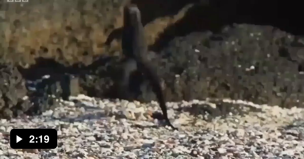 Insane Lizard Escape 9GAG