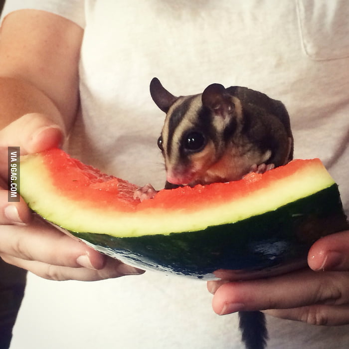 happy sugar glider